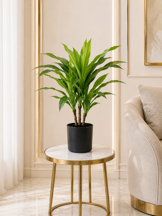 Faux Cordyline Plant Green - 60CM